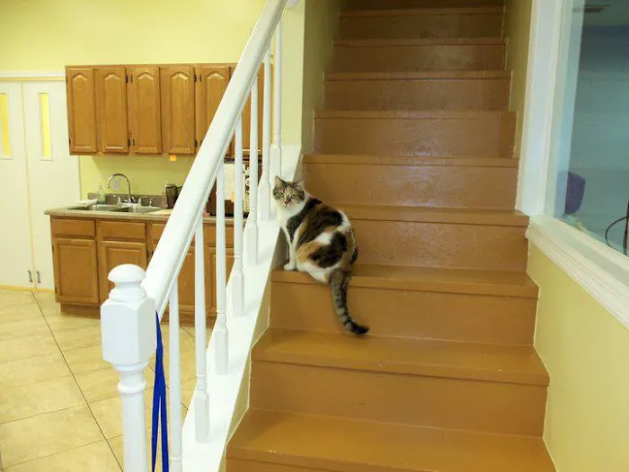 Mount Carmel Pet Hospital Picture 9