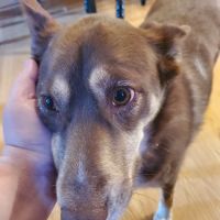 Meadowview Veterinary Urgent Care ico