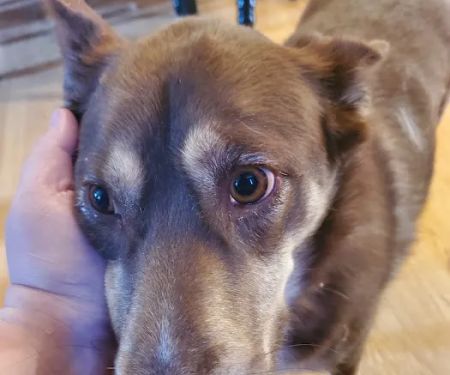 Meadowview Veterinary Urgent Care