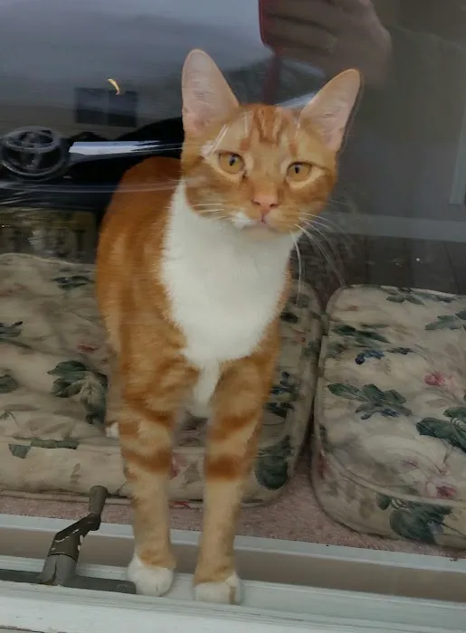 Meadowview Veterinary Urgent Care Picture 6