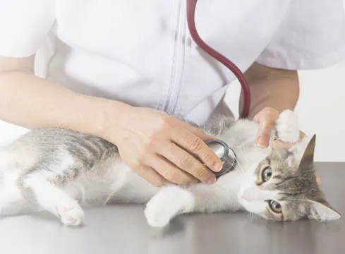 Vetcare for Pets Animal Hospital Picture 2