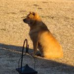 Vetcare for Pets Animal Hospital