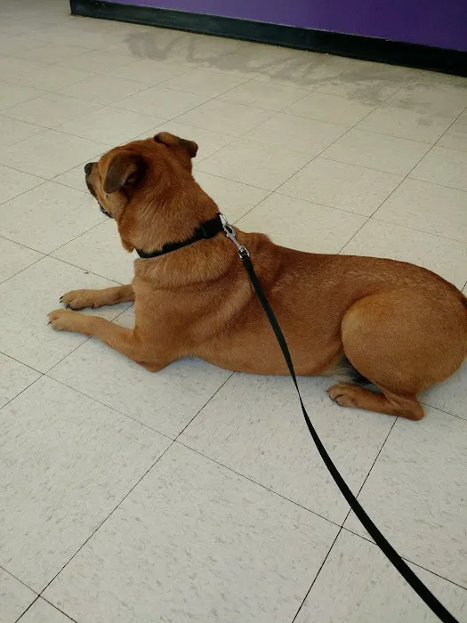 Vetcare for Pets Animal Hospital Picture 5