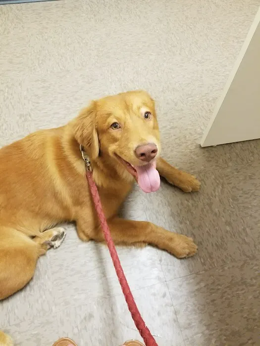 Vetcare for Pets Animal Hospital Picture 4