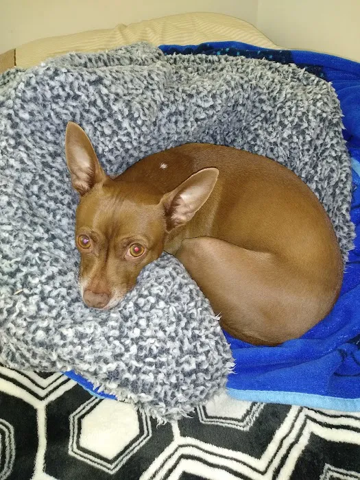 Vetcare for Pets Animal Hospital Picture 10