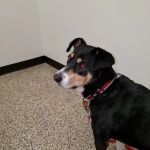 Dunn Animal Hospital PA