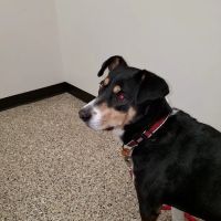 Dunn Animal Hospital PA ico