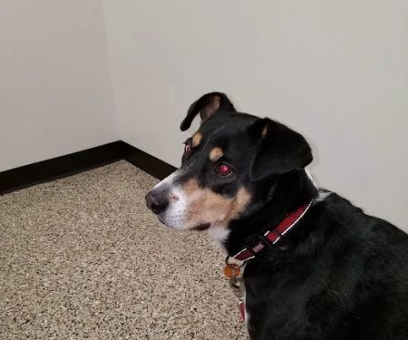 Dunn Animal Hospital PA