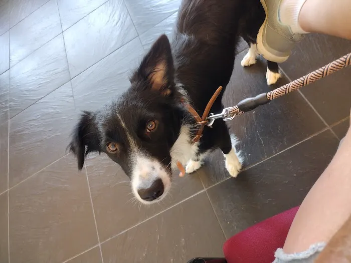 The Cottage Animal Clinic Picture 4