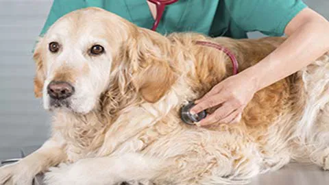 The Cottage Animal Clinic Picture 8
