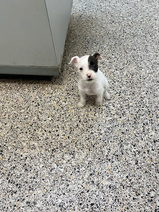 Countryside Animal Hospital Picture 1