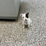 Countryside Animal Hospital
