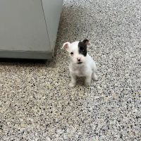 Countryside Animal Hospital ico