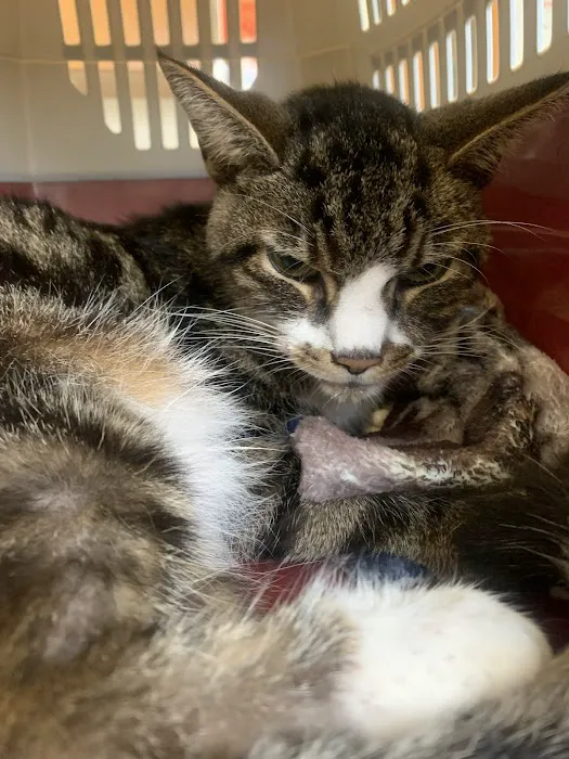 Countryside Animal Hospital Picture 6