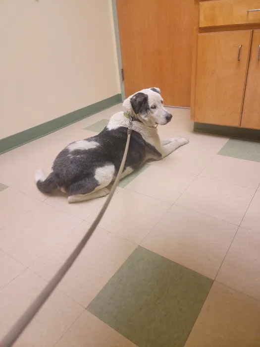 Spring Creek Animal Hospital Picture 1
