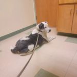 Spring Creek Animal Hospital