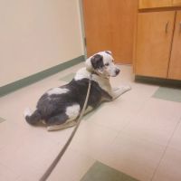 Spring Creek Animal Hospital ico