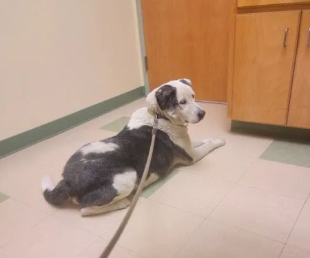 Spring Creek Animal Hospital