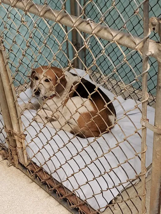 Animal Hospital-Lenoir County Picture 5
