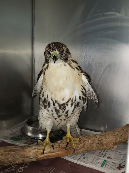 Animal Hospital-Lenoir County Picture 6