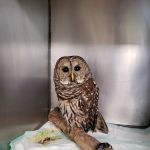 Animal Hospital-Lenoir County