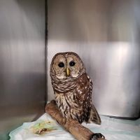 Animal Hospital-Lenoir County ico