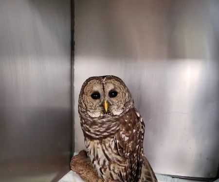 Animal Hospital-Lenoir County