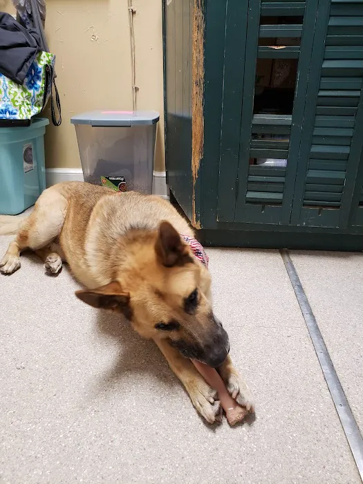Animal Hospital-Lenoir County Picture 3