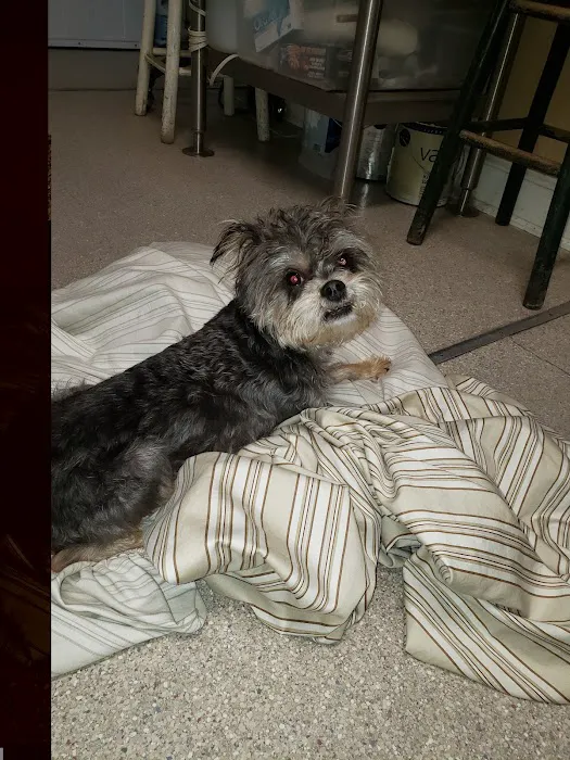 Animal Hospital-Lenoir County Picture 7