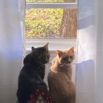 Denbigh Animal Hospital: Hamilton John W DVM