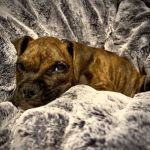 Denbigh Animal Hospital: Clanin Amanda DVM