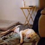 Denbigh Animal Hospital
