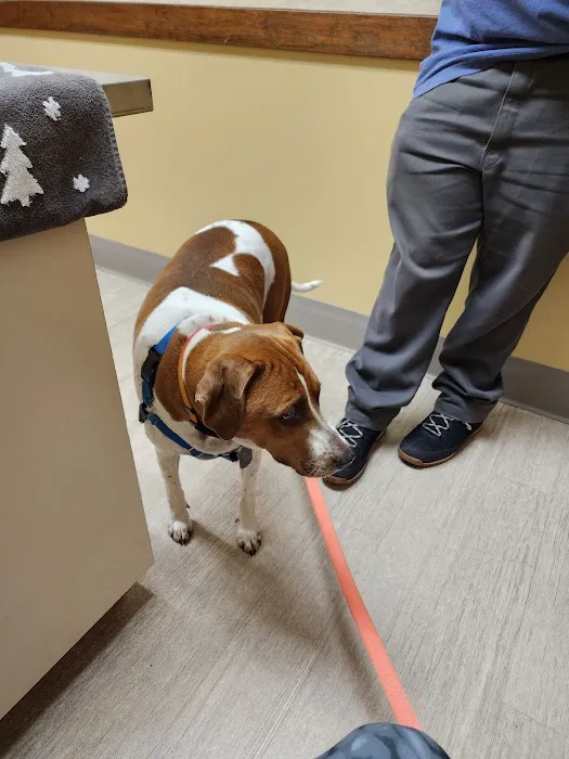 Denbigh Animal Hospital Picture 9