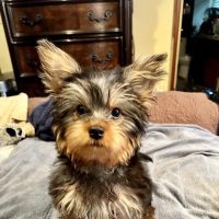 Animal Medical Care Center ico