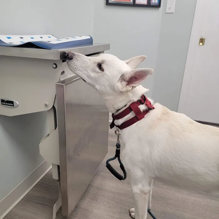 Animal Medical Care Center Picture 3
