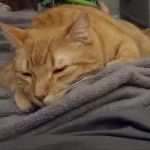 Kiln Creek Animal Care