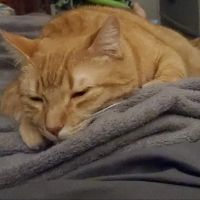 Kiln Creek Animal Care ico