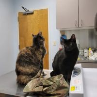 Fort Eustis Veterinary Treatment Facility ico