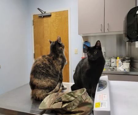 Fort Eustis Veterinary Treatment Facility