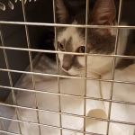 Salty Paws Veterinary Hospital