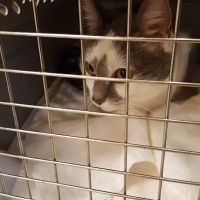 Salty Paws Veterinary Hospital ico