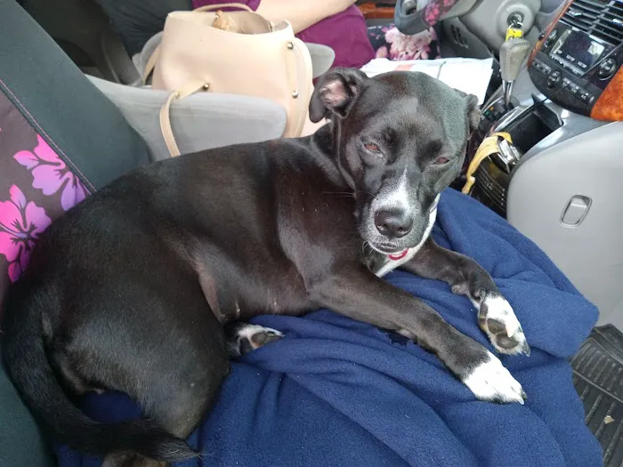 Animal Emergency Center Picture 5
