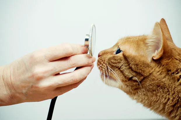 Animal Emergency Center Picture 1