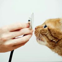 Animal Emergency Center ico