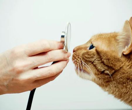 Animal Emergency Center