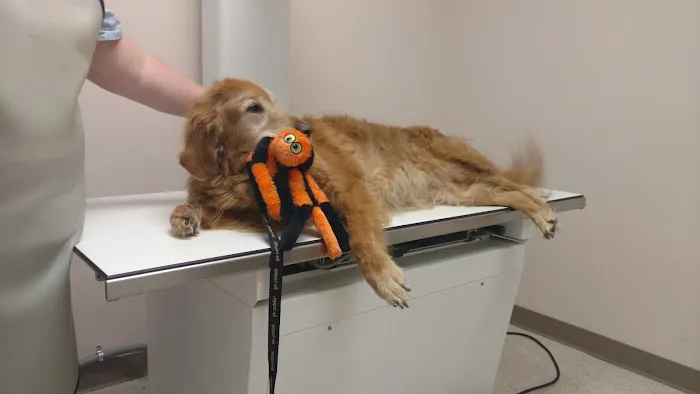 Animal Emergency Center Picture 4