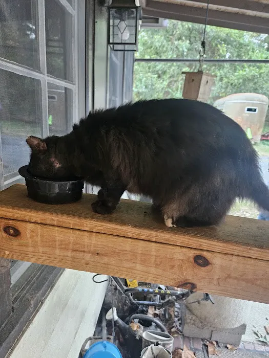 No More Chasin' Tails Picture 4