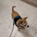 Colony Animal Hospital