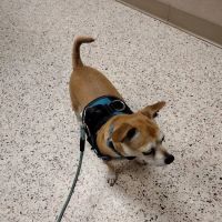 Colony Animal Hospital ico