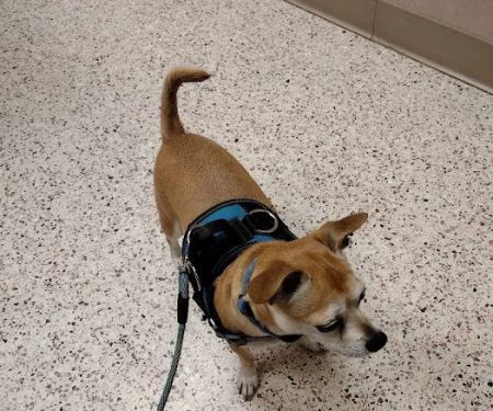 Colony Animal Hospital